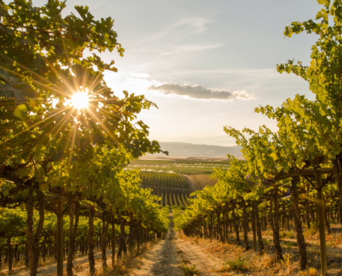 IT Support for Wineries: What a Managed IT Partner Can Do for Your Vineyard