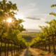 IT Support for Wineries: What a Managed IT Partner Can Do for Your Vineyard