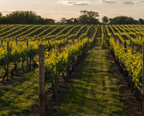 Vineyards, sunny day golden hour