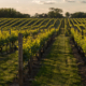 Vineyards, sunny day golden hour