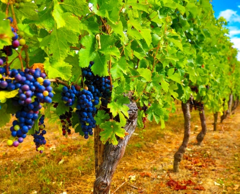 black grapes and green leaves field- winery agriculture in France